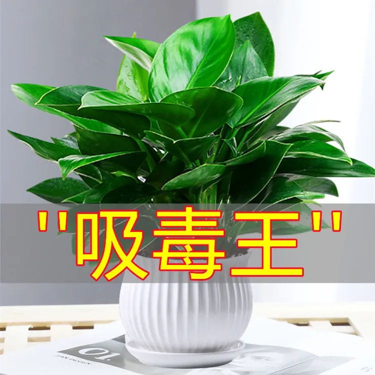 吸甲醛大叶金钻盆栽室内好养种植土培植物办公室客厅四季常青绿植