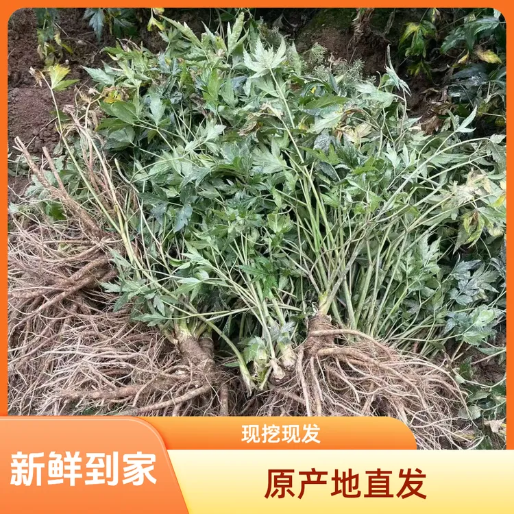 【现挖现发】四川新鲜甜当归高山原产地