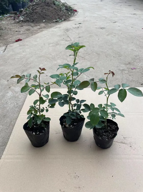 【3棵包邮】藤本月季小苗扦插庭院爬藤花苗多季浓香花期长可垂吊