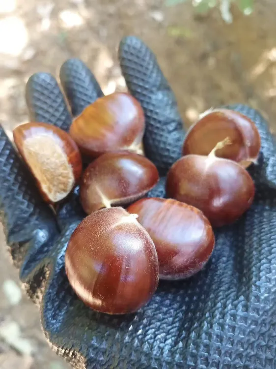 新鲜板栗迁西高山老树粉糯香甜易剥内皮