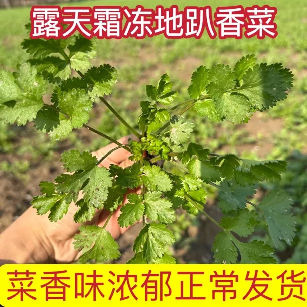 河南开封露天地趴霜冻香菜包邮发货坏了包赔