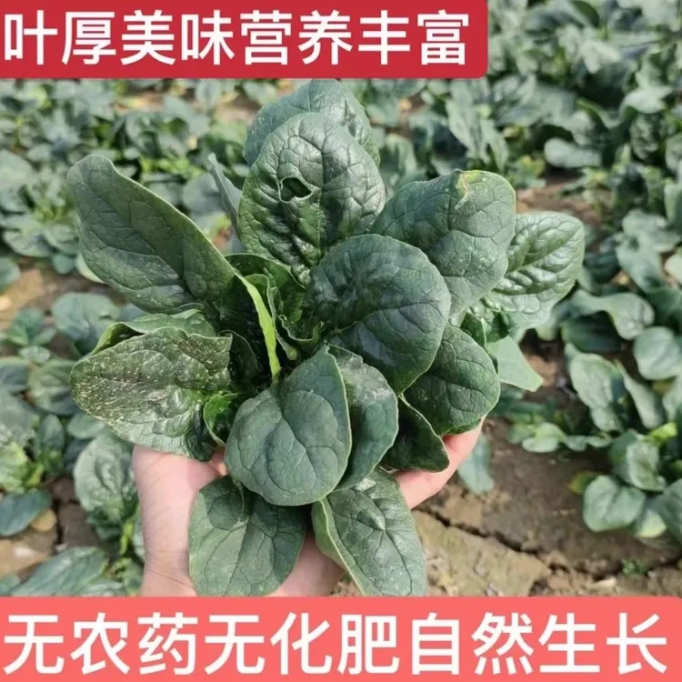 农家自种小菠菜现摘现发厚叶红根露天种植霜冻火锅菠菜时令蔬菜