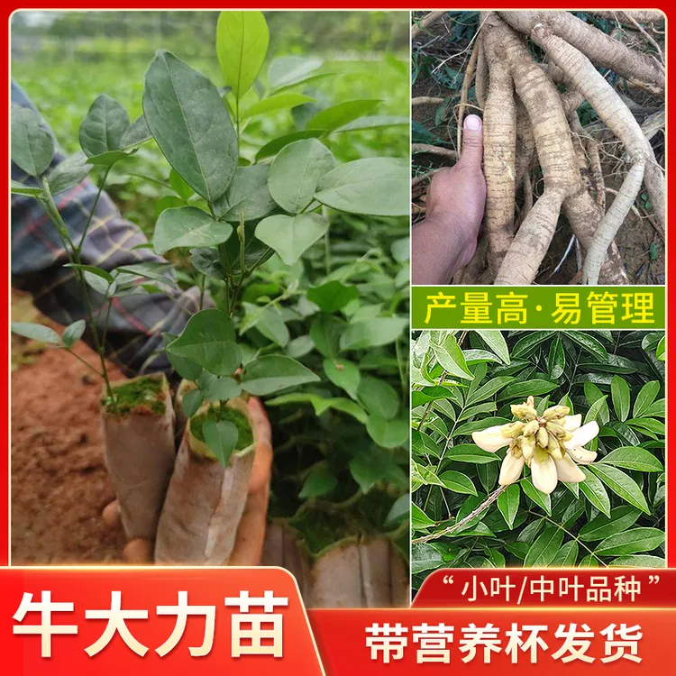 牛大力种植苗中小叶品种细叶正宗中药材苗野生牛古大力改良结薯快