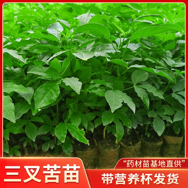 三叉苦树苗中药材种植三丫苦落叶鸡骨树广西基地三桠苦带营养杯土