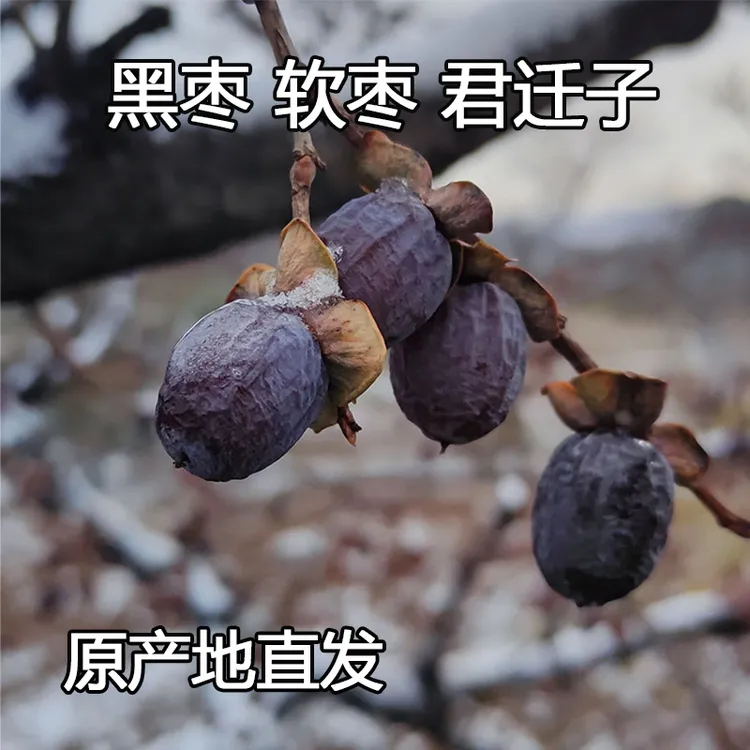 新鲜无核黑枣太行山农家黑枣软枣小柿子自然生长无核黑枣河北特产