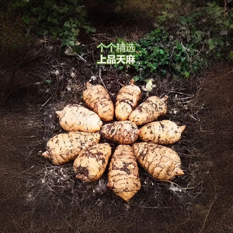 云南昭通新鲜小草坝野生现挖正宗乌天麻