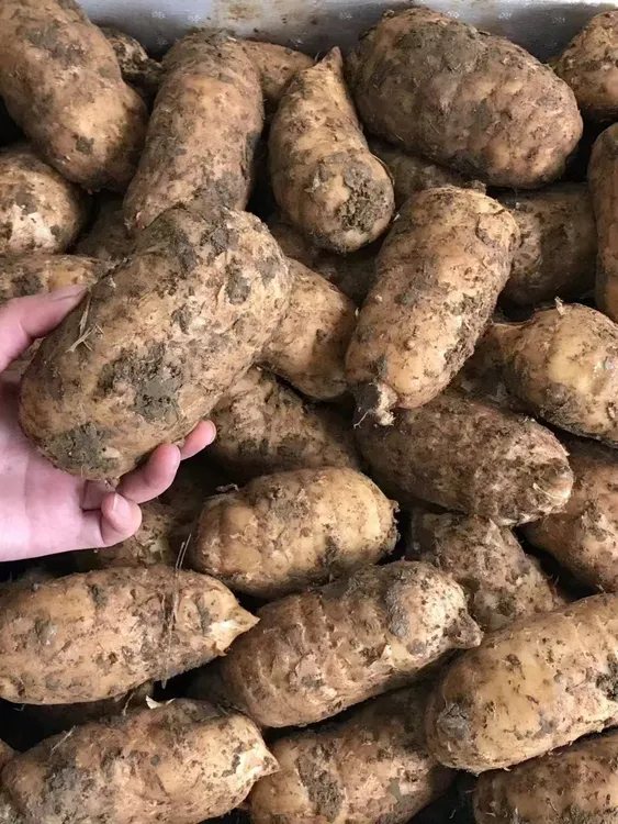 昭通彝良小草坝新鲜天麻