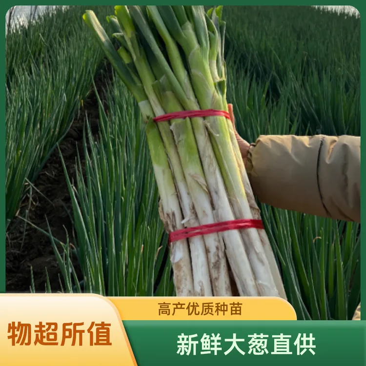 山东铁杆大葱 新鲜直发，农家种植
