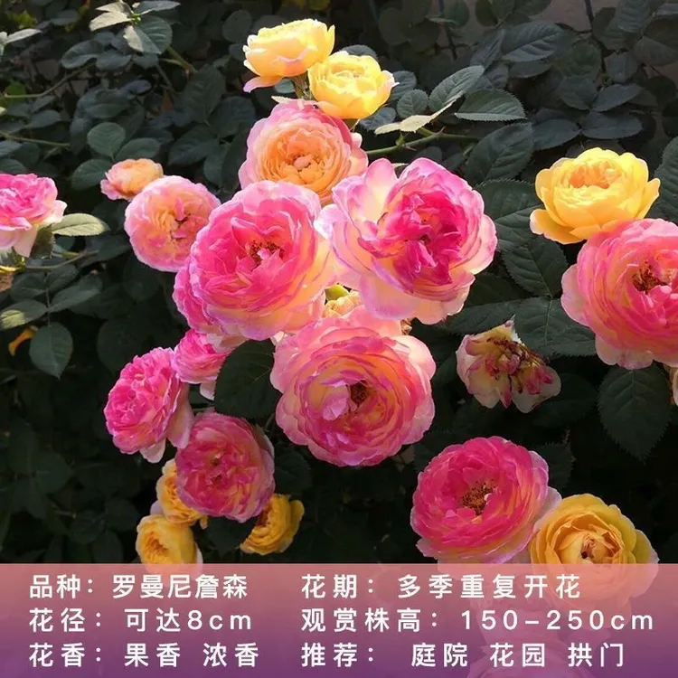 罗曼尼詹森月季变色玫瑰花苗地栽庭院爬藤四季开花橙红色