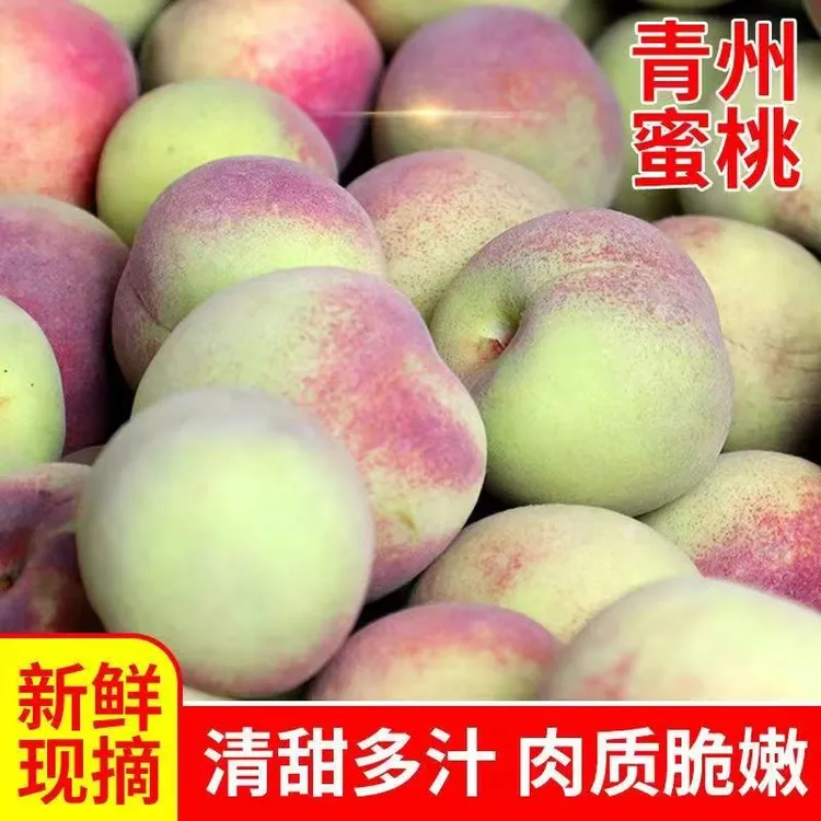 山东青州蜜桃新鲜现摘现发秋桃4.5斤包邮