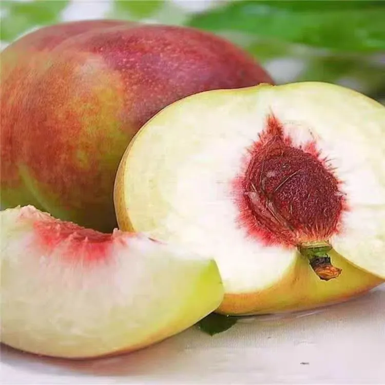 正宗山东青州蜜桃桃子新鲜脆桃毛桃青皮桃子非水蜜桃孕妇应季水果