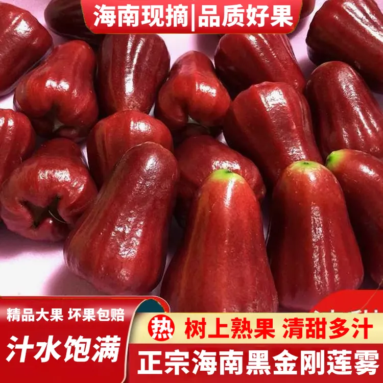 【顺丰空运】正宗海南黑金刚莲雾净重3/5斤 精品好果新鲜现摘