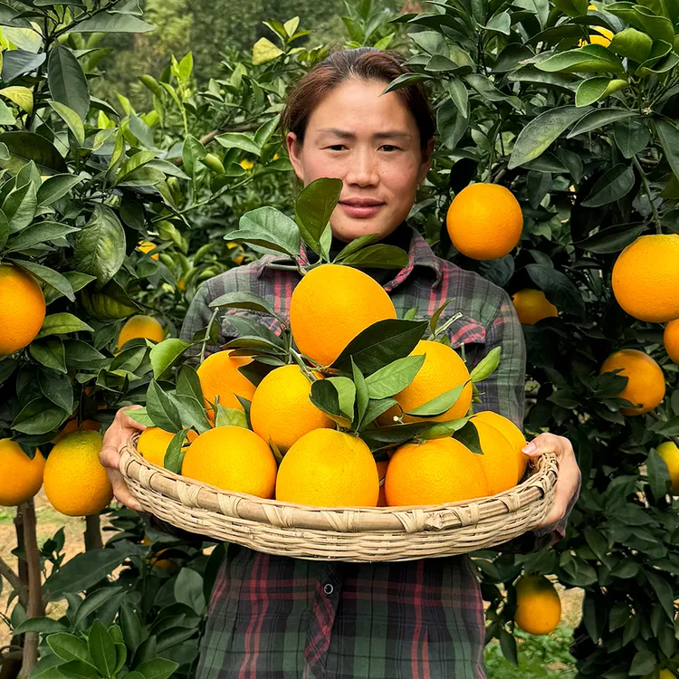 【现摘~新鲜橙子】带叶发货 湖南脐橙 农家应季水果 自家果园5斤9斤