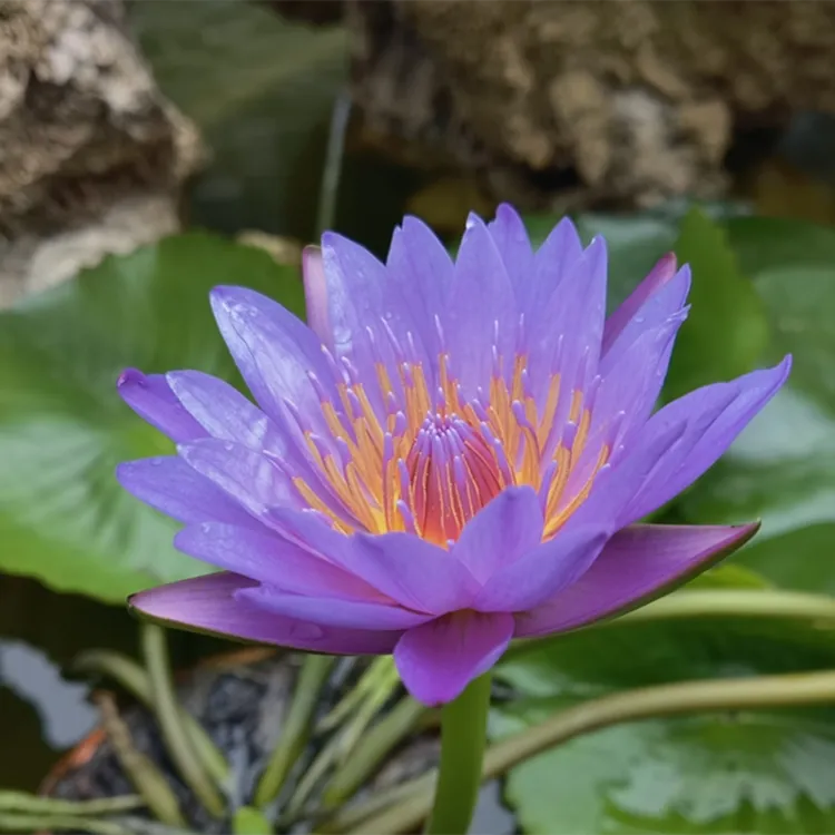 睡莲 原盆带花苞发货 水培植物莲花睡莲花室外庭院水缸水池花卉