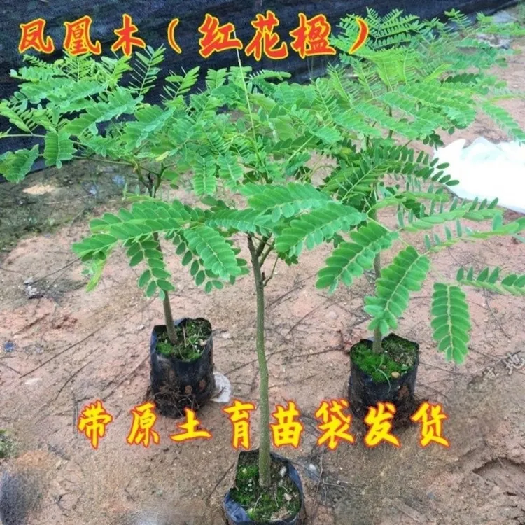 正宗凤凰木树红花楹庭院凤凰树苗园林风景绿化树苗盆栽地栽