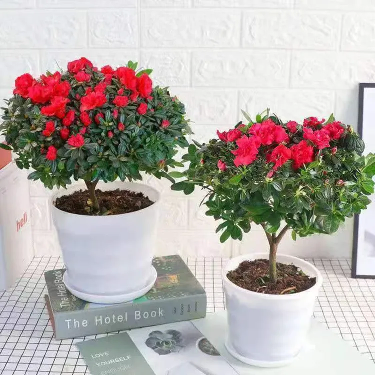 带花苞发货红宝石老桩杜鹃花四季开花室内外耐寒好养懒人