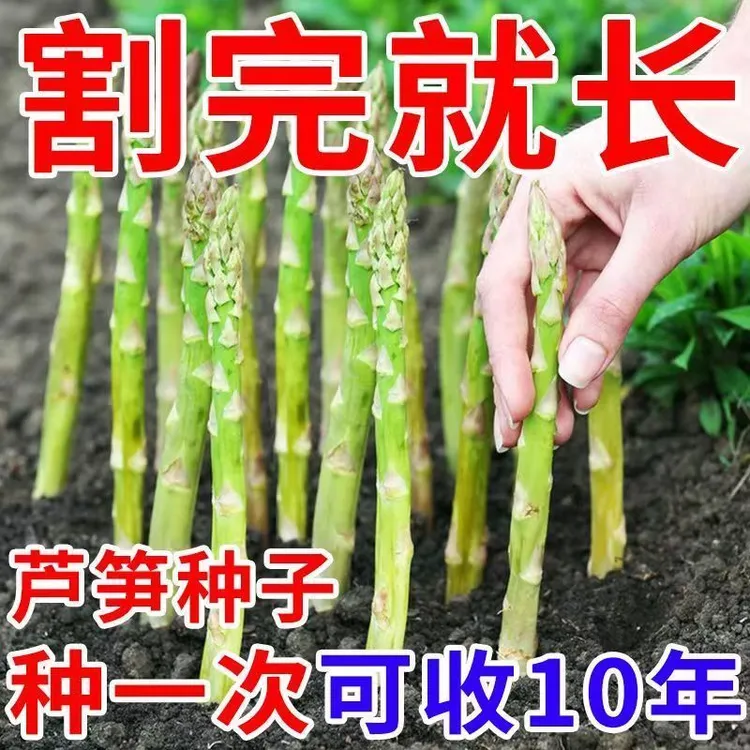 【四季爆品】新种芦笋种子四季种植蔬菜之王进口绿花盆秋冬播种育苗