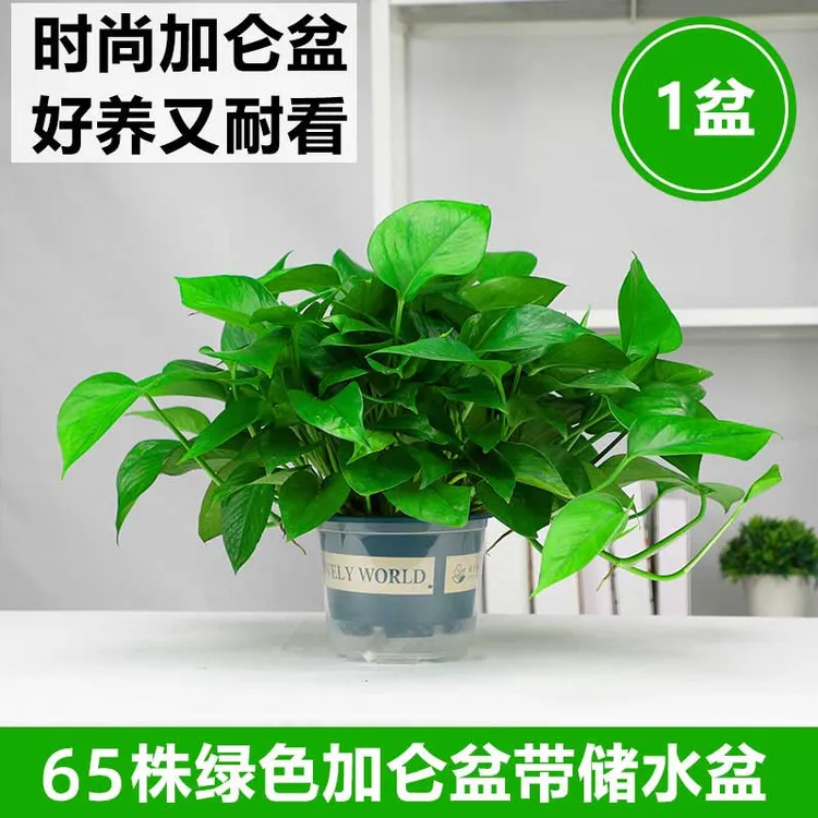 绿色加仑盆绿萝植物盆栽室内绿植四季常青绿箩鲜活直供好养易活