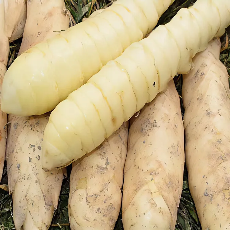 广东冬粉薯竹薯新鲜现挖冬薯菱薯冬笋薯大竹根薯竹芋薯食用凉粉薯