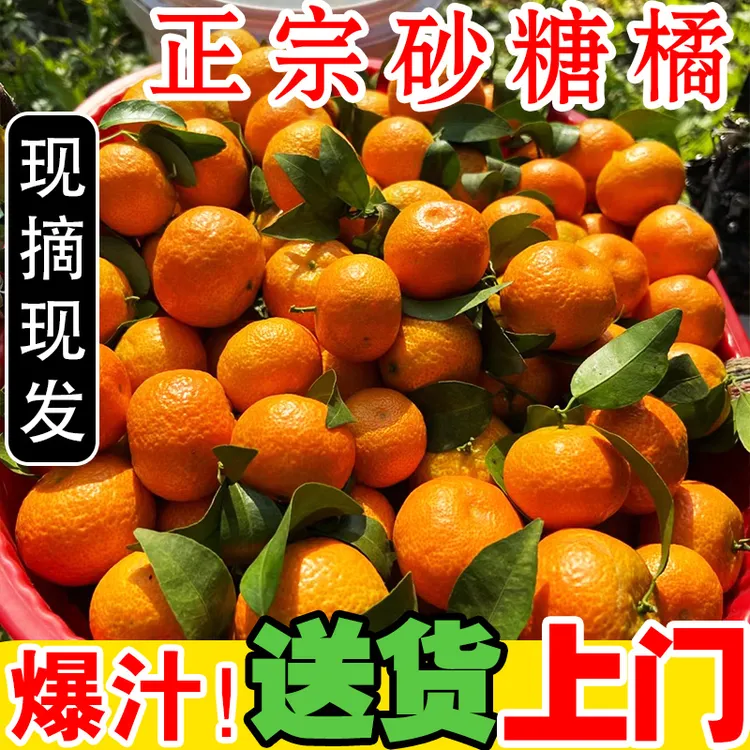 【顺丰】广东正宗砂糖橘原产地只发新鲜非广西小沙糖桔广西砂糖橘