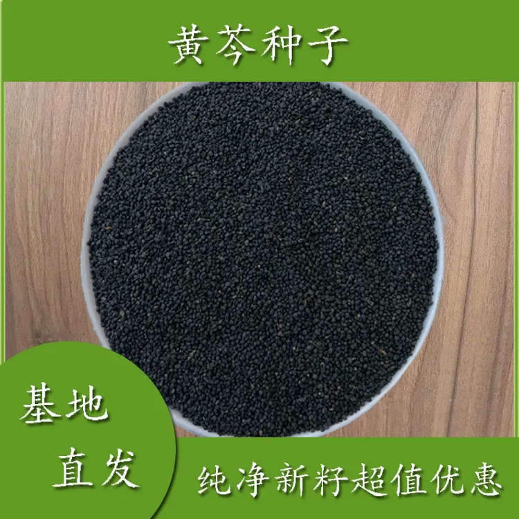 黄芩种子中药材种子纯新发芽率高批发包邮散装优质种子多年生