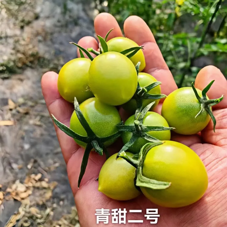 梦想青甜二号番茄种子F1高糖青色小番茄青甜2号番茄种孑籽