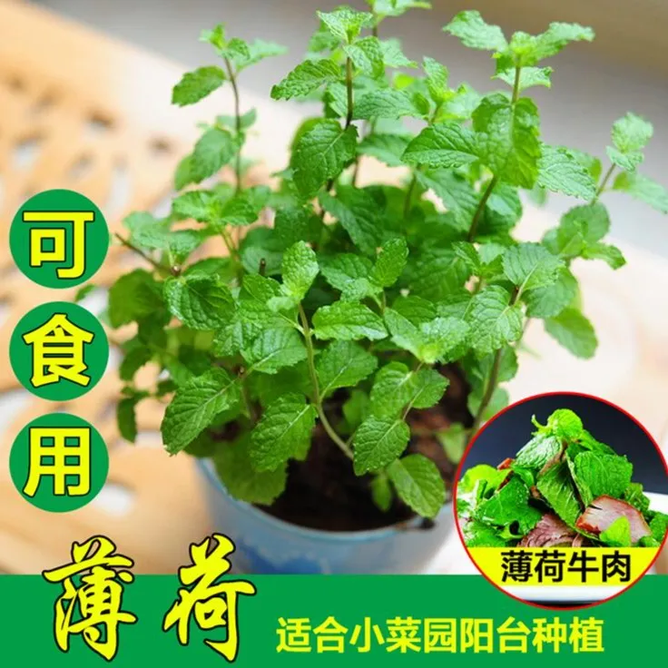 【新疆包邮】薄荷种子可调味室内驱蚊阳台盆栽地栽庭院花坛种子种植