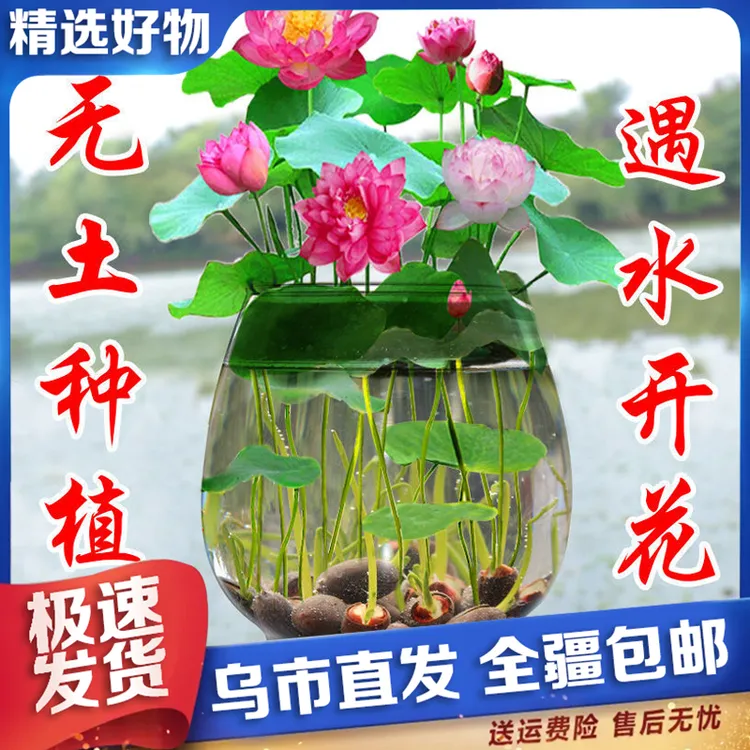 【新疆包邮】无土水培碗莲种籽盆栽水养生睡莲荷花四季开花春季商品图