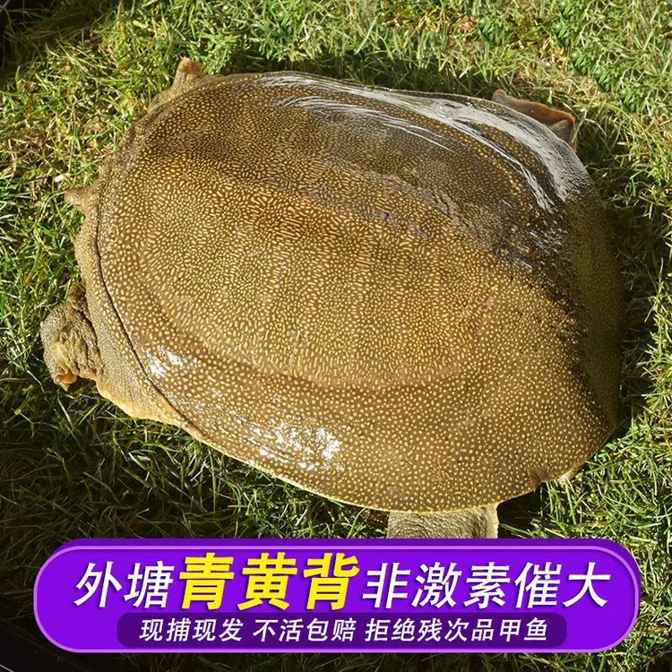 【鲜活到家】公甲鱼生态外塘放养青黄背鲜活王八活体团鱼老鳖水鱼