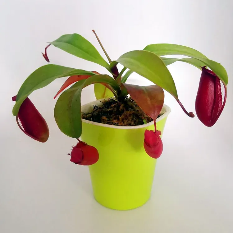 【猪笼草】超大植物盆栽垂吊食虫草吊蓝植物绿植趣味花卉水培窗台