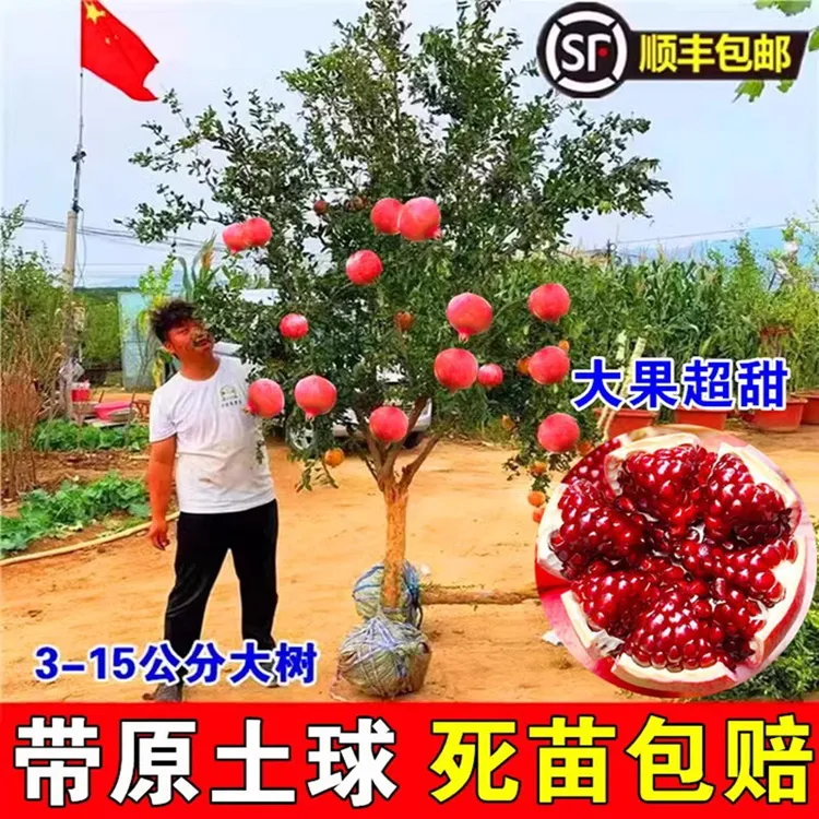 特大石榴树树苗突尼斯软籽地栽庭院果树黑子无籽甜石榴大树带土球