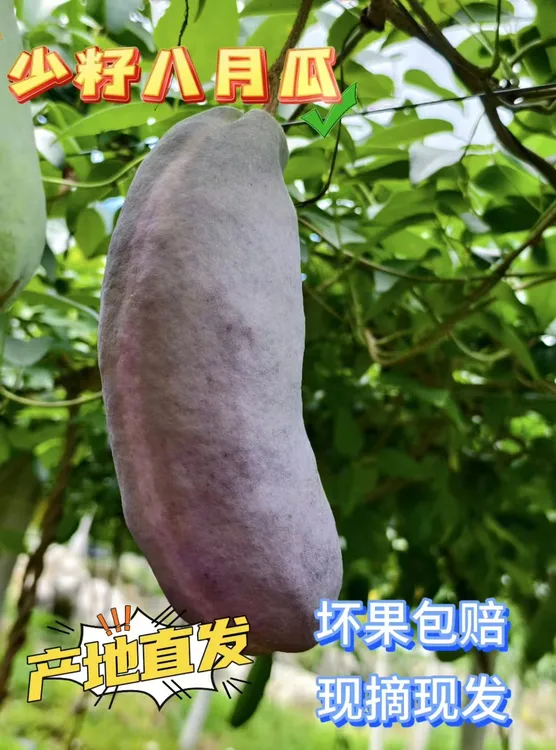 少籽八月瓜  新鲜水果采摘 网红水果现摘现发