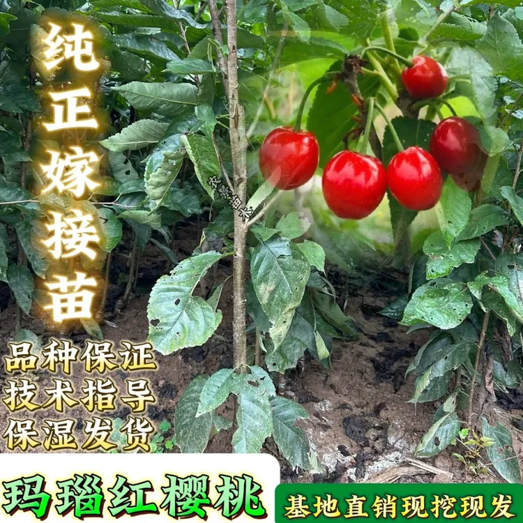 纯正玛瑙红樱桃苗 四川玛瑙红樱桃嫁接苗 中华小樱桃红妃鸡心乌皮