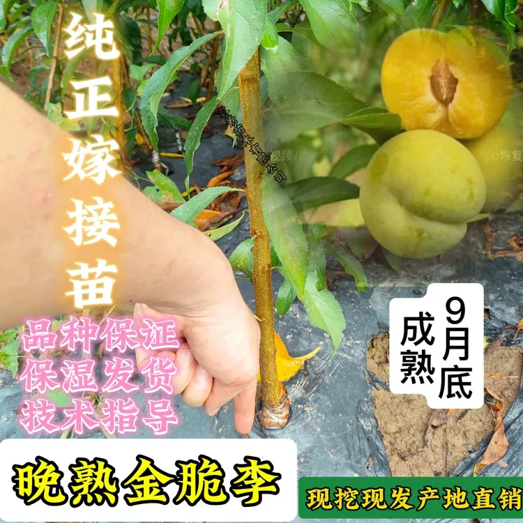 四川晚霞金脆李子树苗脱骨李子嫁接苗晚熟金脆李种植秋9月底成熟