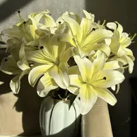 【一品花集】【黄天霸】单瓣百合主播推荐浓香花期长