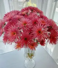 【一品花集】【草莓糖】小雏菊10支