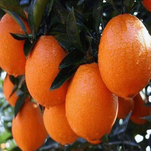 正宗赣南脐橙苗纽荷尔脐橙苗嫁接橙子赣南纽荷尔脐橙树苗