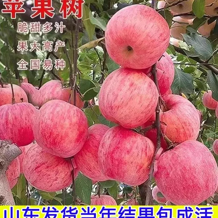 苹果树果树果苗南北方种植耐寒苹果树苗嫁接红富士盆栽地载小树苗