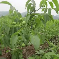 美国黑核桃苗美国黑核桃树苗黑山核桃苗核桃结果苗