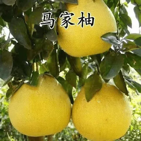 马家柚子树苗红心柚苗嫁接柚子树苗盆栽地栽种植当年结果