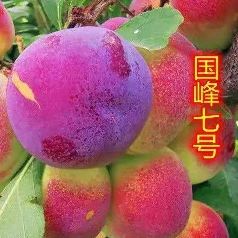 嫁接国峰七号李子果树苗南方北方种植庭院阳台盆栽地栽李子果树苗