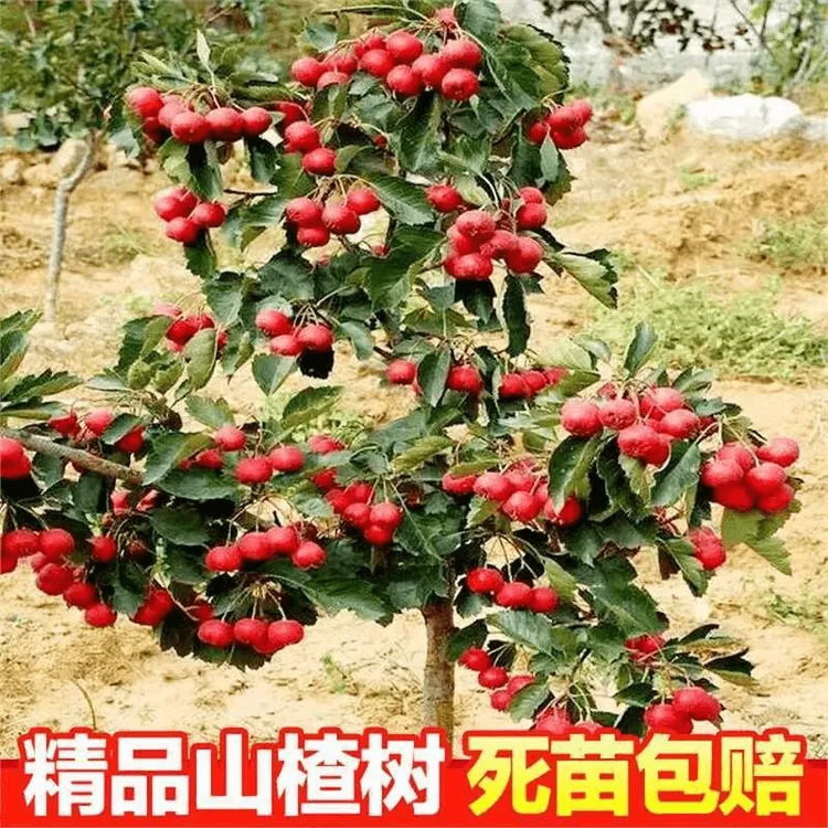 山楂树苗大金星山楂树山楂苗当年结果树苗地盆栽南北方种植 一年