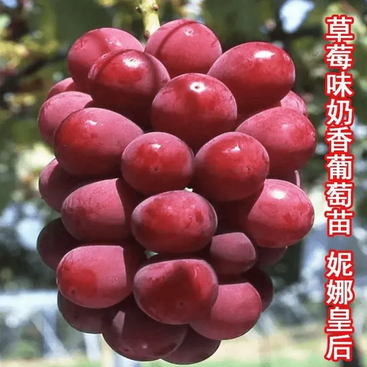 正宗妮娜皇后葡萄树苗女皇女王葡萄树苗嫁接葡萄苗当年结果包成活