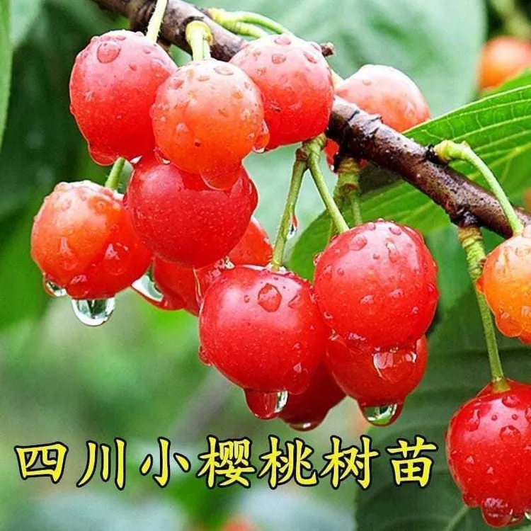 樱桃树苗四川小樱桃树苗土樱桃树苗南北方四季易种当年结果