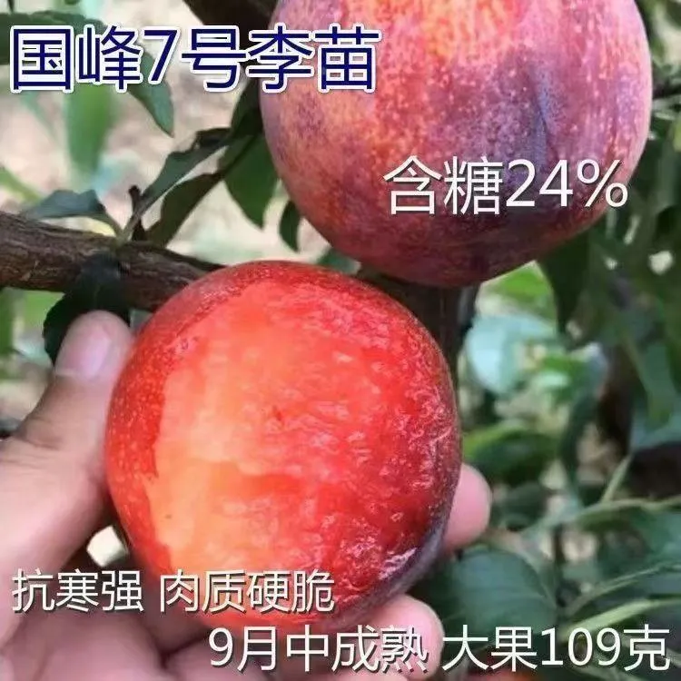 新品种李子树苗特大红心国峰七号李子嫁接苗南方北方种植当年结果