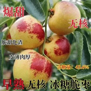 冬枣树苗特大无核冰糖脆栆苗耐寒耐旱盆栽地栽南北方种植当年结果