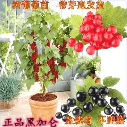 黑加仑树苗树葡萄树苗不搭架不爬藤新品种耐寒盆栽地栽当年结果苗
