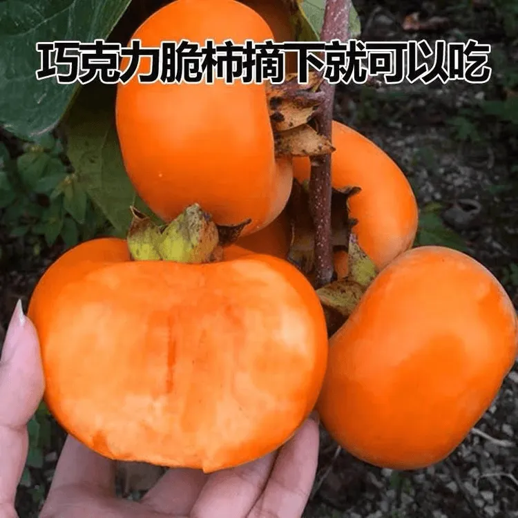 阳丰脆甜柿子树苗嫁接无核柿子树南北方种耐寒火晶柿子苗当年结果