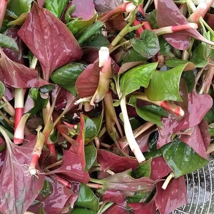 四川特产折耳根新鲜鱼腥草嫩叶现挖侧耳根蔬菜节节根1-3斤装