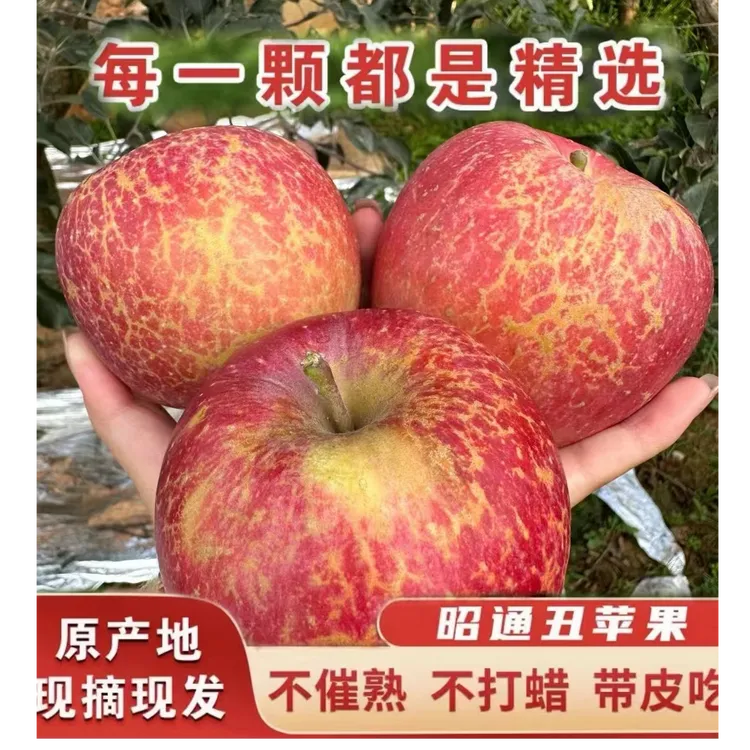 正宗当季云南昭通丑苹果水果脆甜多汁现摘现发5斤10斤包邮
